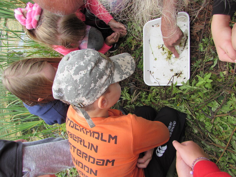 Pond dipping
