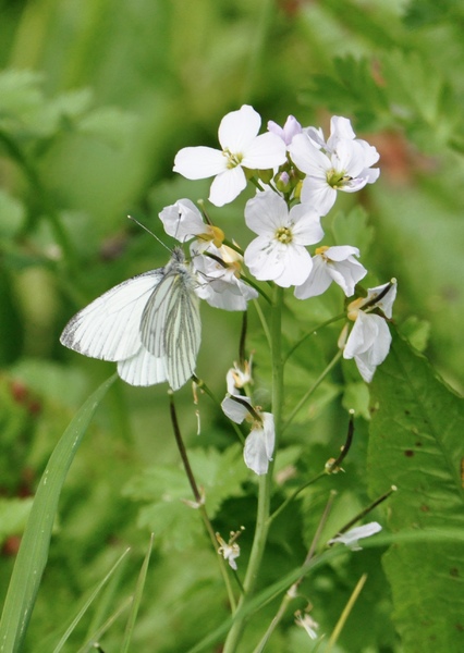 Green Veined White