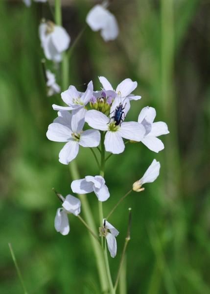 Lady's Smock or Cuckoo Flower