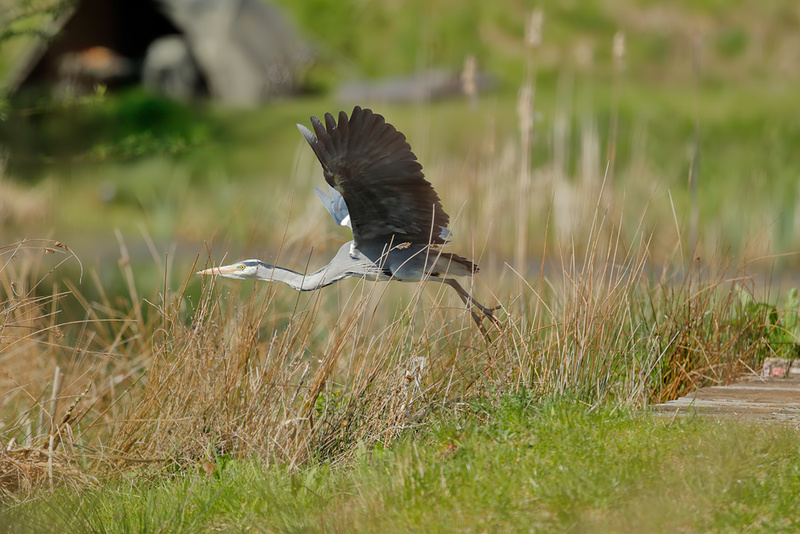 Grey Heron