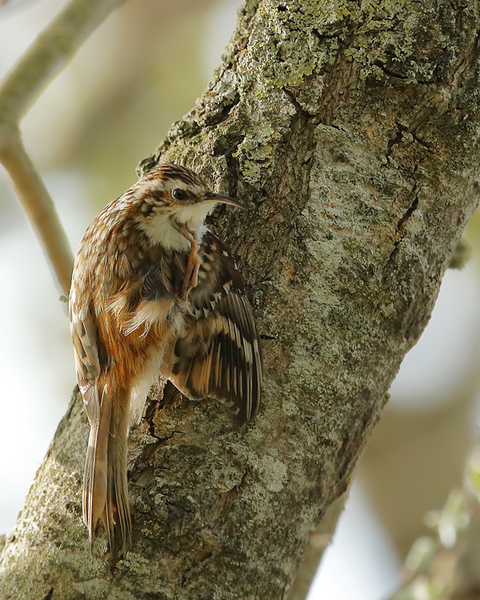 Tree Creeper 2