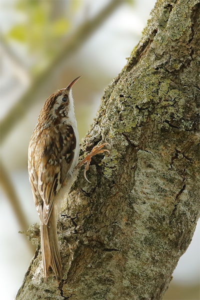 Tree Creeper