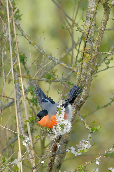 Bullfinch and Blackthorn